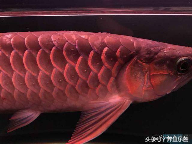 龙鱼鳞片烂怎么处理