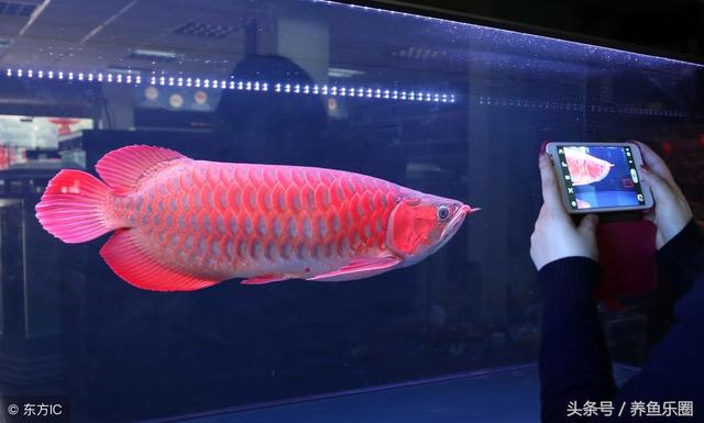 龙鱼鳞片烂怎么处理