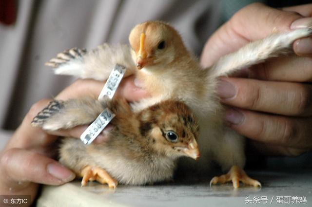 的小鸡皮肤小窍门