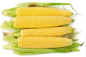 玉米最正确的保存方法，一年不发瘪变坏，四季都能吃到新鲜玉米视频封面