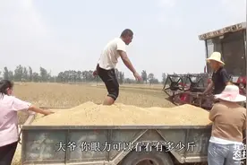 实拍农村西瓜地收麦子，大哥准备直接卖掉，不知道今年价格咋样？视频封面