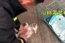 超有爱！消防员火场营救猫狗做心肺复苏视频封面