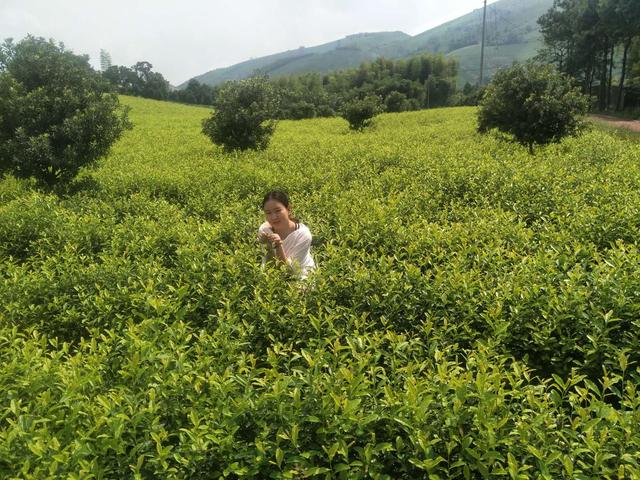 施肥方法对茶叶品质的影响