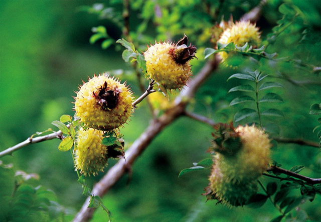刺梨的功效与作用泡水喝的功效,当前季节金刺梨的市场价多少钱一斤?