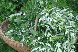 艾草泡脚功效多，但这三个注意事项要清楚，否则吃亏的是你！