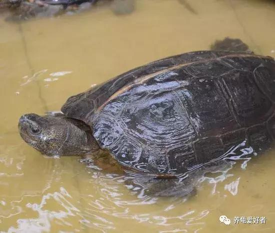 对于水龟在饲养过程中换水频率的小总结