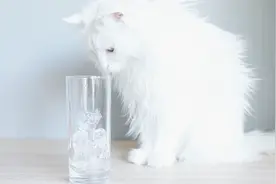 主人大夏天喝冰可乐，把猫咪给看傻了