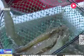 河虾中的“贵族”每斤八九十元！还是吃便宜肥美的基围虾吧！视频封面