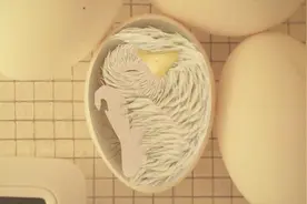 1分钟告诉你小鸡在鸡蛋里是如何呼吸的，隔着屏幕都感觉到太厉害视频封面