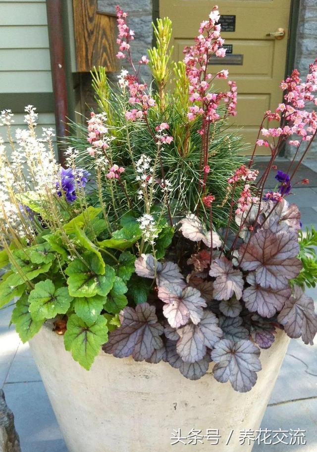 十种适合养花盆里非常耐寒的植物,还能养成组合盆栽