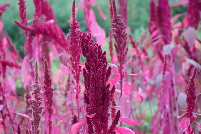 饲料添加剂检测技术简介