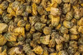 干菊花买大还是买小？很多人都买错了，才知道这样的菊花最上等视频封面