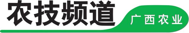 种植火龙果的方法（火龙果种植技术）