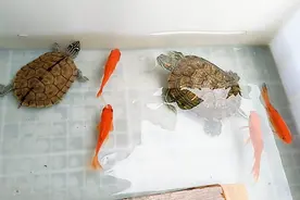 新手入门龟第一选择巴西龟应该怎么养？养龟大师教你出绝招视频封面