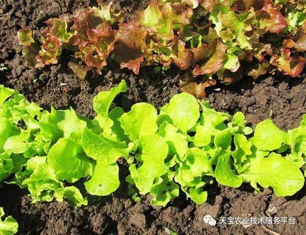 重茬、连作障碍严重！这儿有份妙招！