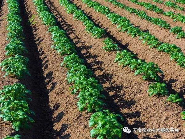 重茬、连作障碍严重！这儿有份妙招！