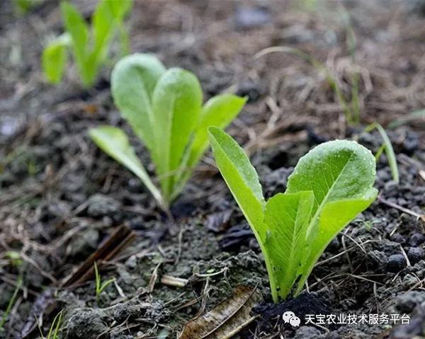 重茬、连作障碍严重！这儿有份妙招！
