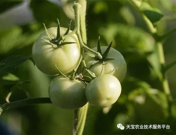 重茬、连作障碍严重！这儿有份妙招！