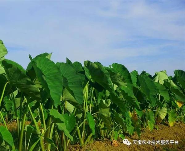 重茬、连作障碍严重！这儿有份妙招！