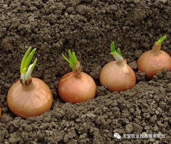 重茬、连作障碍严重！这儿有份妙招！