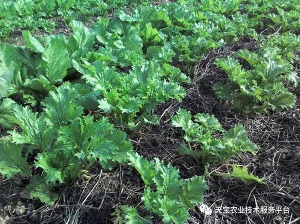 重茬、连作障碍严重！这儿有份妙招！