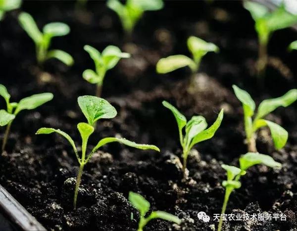 重茬、连作障碍严重！这儿有份妙招！