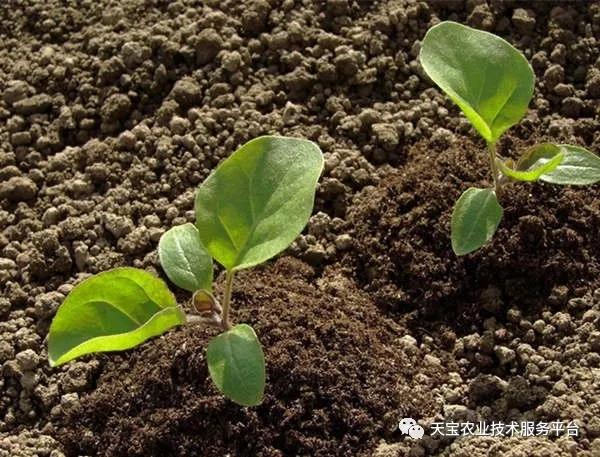 重茬、连作障碍严重！这儿有份妙招！