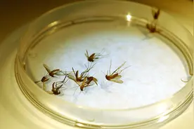 家里有孩子最好别用蚊香！教你14个物理驱蚊法，管用还健康