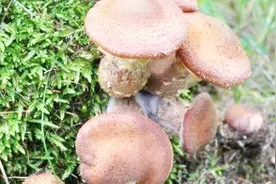 在山上的这几类菌类，个个可都是保健品，要是都吃过那也是厉害了