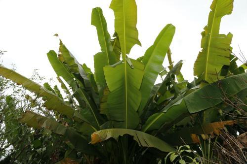 阔叶植物汇总!除了欣赏,养护方法也学起来!
