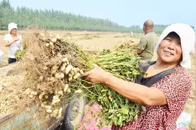 花生开花时，喷点它，不长个，光长荚，一棵能结一堆