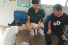 宠物看病贵，常有乱收费，得治！图片