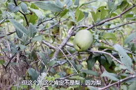 这种果子长的像梨，村里无人敢吃也没人这叫什么，你知道吗？