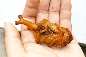 独角仙，就这一只就价值70元，就这一只太霸气了，个头也太大了点视频封面