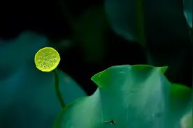 《了凡四训》箴言：把握命运应从知命开始图片