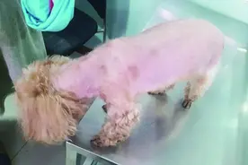 泰迪怕中暑 毛儿全剃光 结果八个月都没长毛儿图片