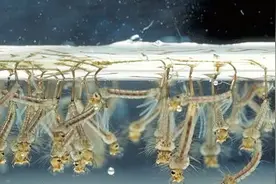 门窗紧闭，蚊子为何还是很多？专家入户找源头，都是“家养”的！