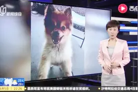 人为造成的惨剧？美国达美航空托运宠物狗 小狗途中死亡视频封面