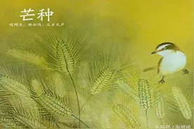 芒种｜播下善因，收获一生善果！图片