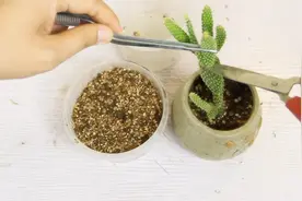 教你仙人掌扦插繁殖，方法特别简单，一株苗变十株，大胆扦插吧！视频封面
