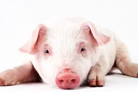 发现猪精神迟钝，驱赶不动，这是怎么了，你知道吗？视频封面