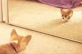 小柯基第一次看到自己的脸，有的害怕，有的瞬间搞笑模样百出