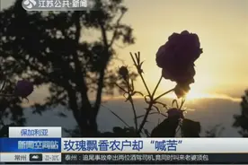 保加利亚玫瑰飘香农户“喊苦” “美丽”变成了罪过视频封面