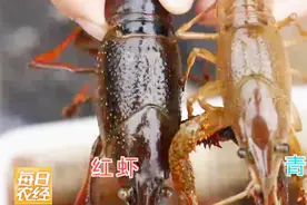 原来小龙虾也分两个品种，你平时吃的是哪种？