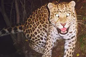 实拍我国特有的豹子“中国豹” 一跃可达6米高12米远