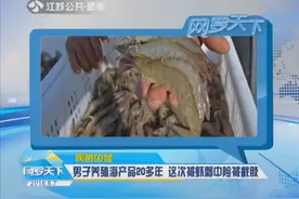 病菌凶猛！男子养殖海产品20多年 这次被虾刺中差点被截肢！视频封面