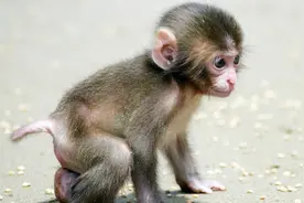 属猴人的2018年用一个字总结：闷视频封面