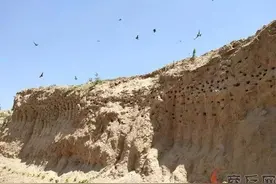 生态环境好 燕儿来筑巢 数千只崖沙燕在民权黄河故道安家图片