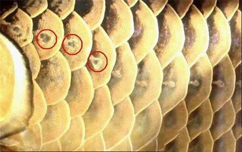 金龙鱼鳞片暗淡不亮