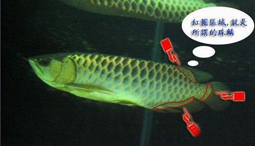 金龙鱼鳞片暗淡不亮